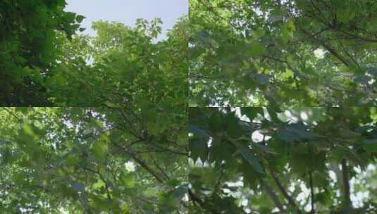 夏天微风吹拂绿色树叶高清在线视频素材下载