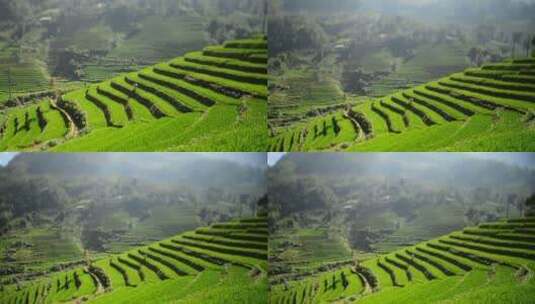 风景优美的水稻农场梯田-萨帕北部山脉越南3高清在线视频素材下载