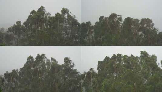 台风森林狂风暴雨风吹树林风吹雨打树木下雨高清在线视频素材下载