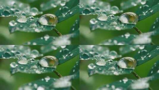 特写雨后大自然高清在线视频素材下载