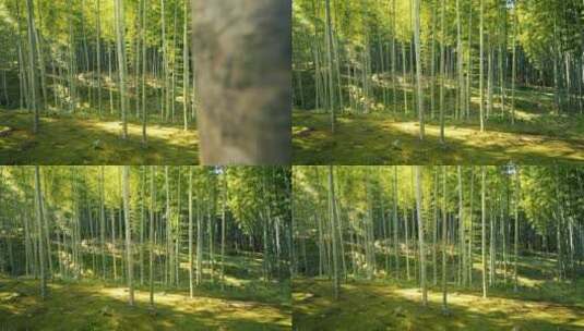 旋转仰拍阳光照射下竹林中的竹子和竹叶高清在线视频素材下载