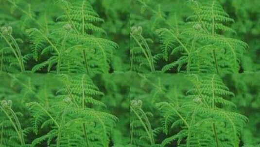 蕨类绿色植物绿叶雨滴雨天森林大自然高清在线视频素材下载