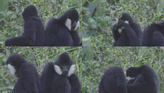 云南W普洱野外的白颊长臂猿高清在线视频素材下载