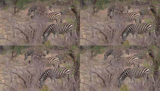 一群斑马在南非丛林中的干草上吃草高清在线视频素材下载