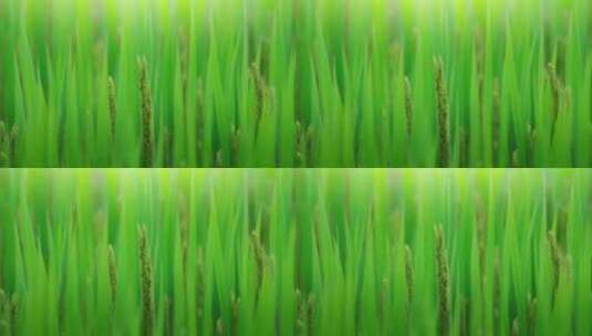 水稻稻田二十四节气高清在线视频素材下载