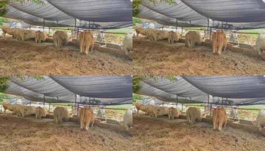 牛棚淤泥牛吃草高清在线视频素材下载