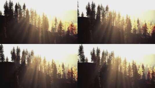 夕阳西下森林山坡逆光风景高清在线视频素材下载