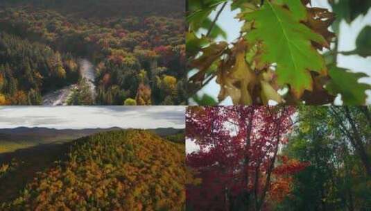 秋天来了树叶变黄落叶红叶枫叶航拍森林高清在线视频素材下载