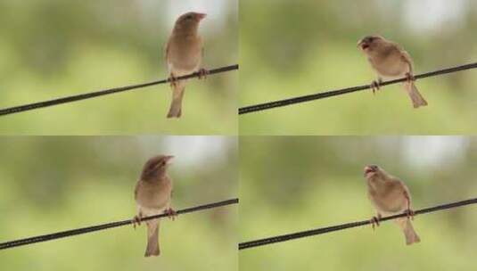 微距拍摄一只棕色的鸟儿栖息在电线上(1)高清在线视频素材下载