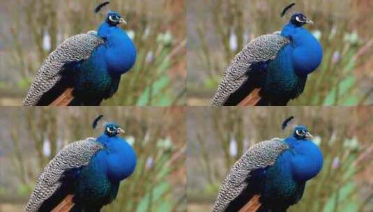 动物园里的蓝色孔雀高清在线视频素材下载