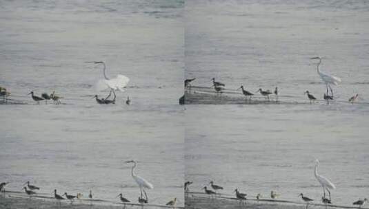 深圳湾红树林湿地生态高清在线视频素材下载