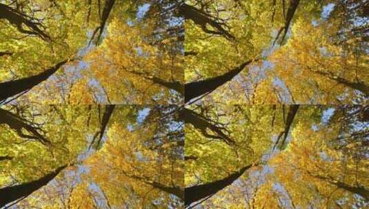 仰望秋天的树叶高清在线视频素材下载