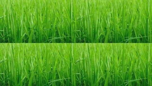 水稻农作物特写高清在线视频素材下载