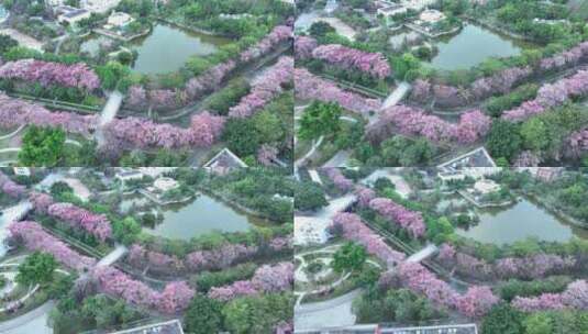 中国广东省广州市从化区华软丝木棉广场高清在线视频素材下载