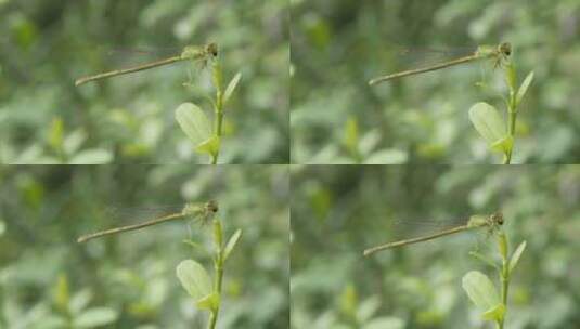 春天树叶发芽蜻蜓豆娘昆虫高清在线视频素材下载