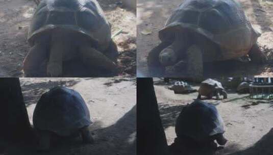 2023广州动物园游览大乌龟高清在线视频素材下载