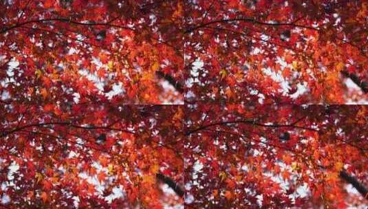 秋天阳光下唯美的红枫高清在线视频素材下载
