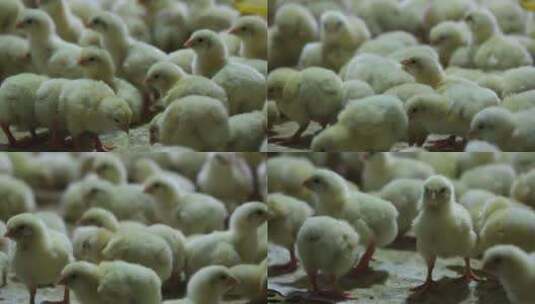 好多小鸡崽子  饲养 鸡场高清在线视频素材下载