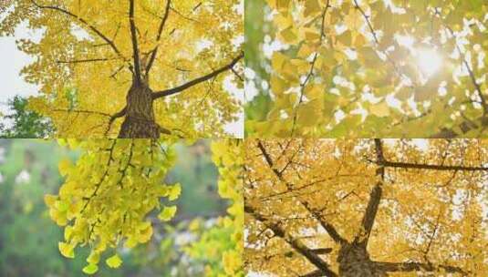 美丽金色秋天黄色的银杏树高清在线视频素材下载