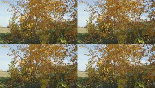 秋天公园中的黄色树叶高清在线视频素材下载