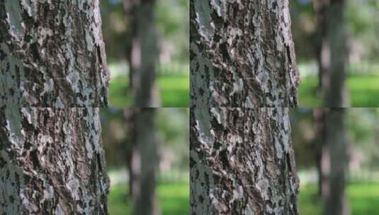 在树上爬行的蚂蚁高清在线视频素材下载