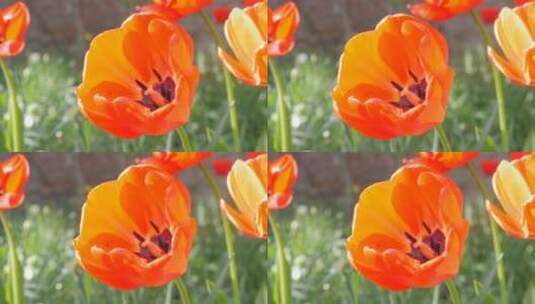 花园中的红色郁金香高清在线视频素材下载