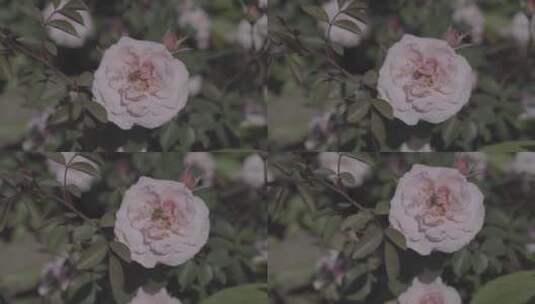 玫瑰花上面的蜂蜜高清在线视频素材下载