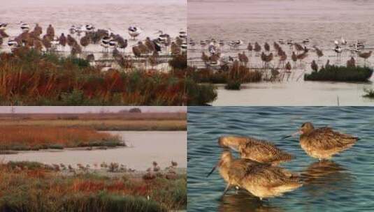 在海边栖息的鸟群高清在线视频素材下载