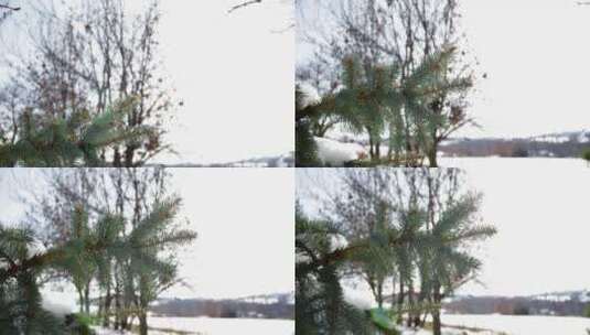 松树上覆盖着雪高清在线视频素材下载