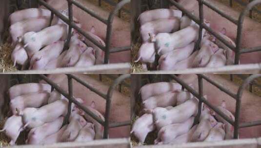 猪圈圈养的小猪仔在吃奶高清在线视频素材下载
