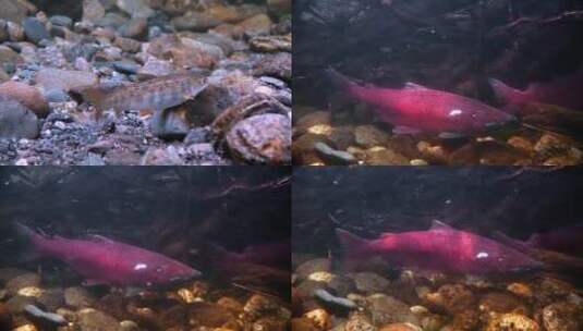 鱼逆流游动的特写镜头高清在线视频素材下载