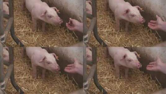 猪场小猪被喂食高清在线视频素材下载