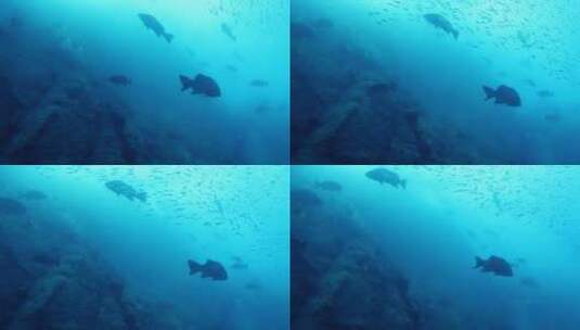 海下潜水镜头高清在线视频素材下载