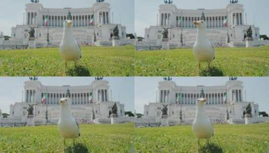 国家纪念碑附近的海鸥高清在线视频素材下载