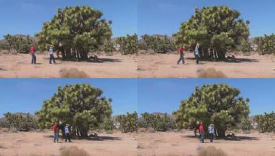 游客参观的加州约书亚树高清在线视频素材下载