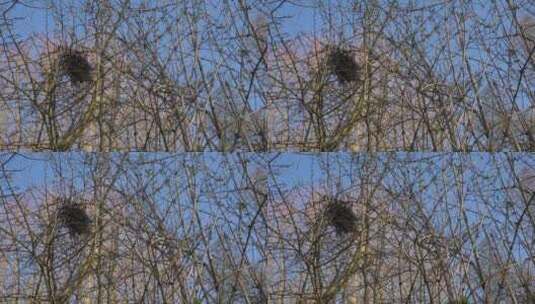 树枝上的鸟巢高清在线视频素材下载