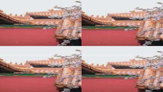 春天中国北京故宫博物院内绽放的海棠花竖屏高清在线视频素材下载