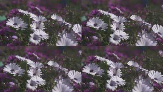 白色紫色小花朵随风摇曳高清在线视频素材下载