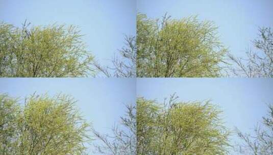 春天风中摇摆的嫩绿树枝高清在线视频素材下载