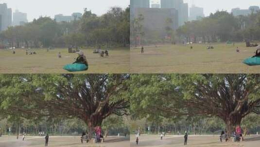 深圳莲花山公园草地上的大树游客市民高清在线视频素材下载