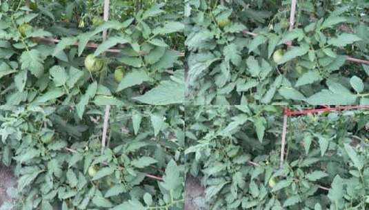 种植西红柿实拍视频高清在线视频素材下载