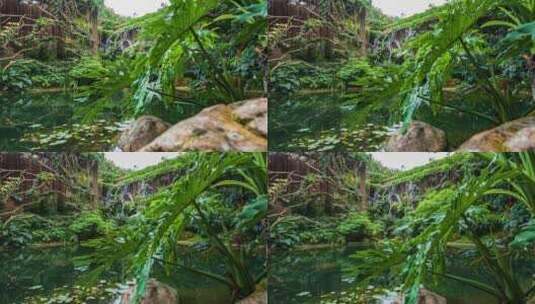 南宁青秀山荫生植物园高清在线视频素材下载