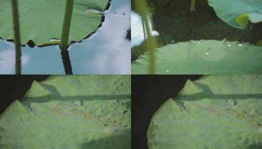 荷塘水面上的荷叶和水珠特写高清在线视频素材下载