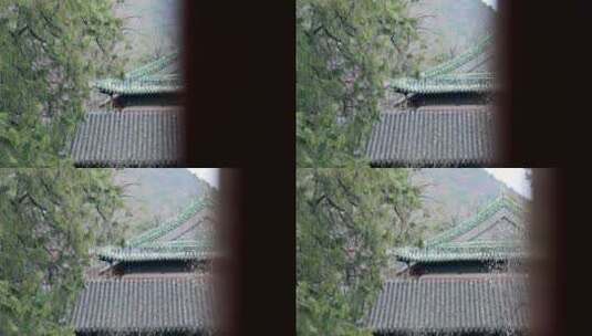 春季北京大觉寺含苞待放的玉兰花高清在线视频素材下载