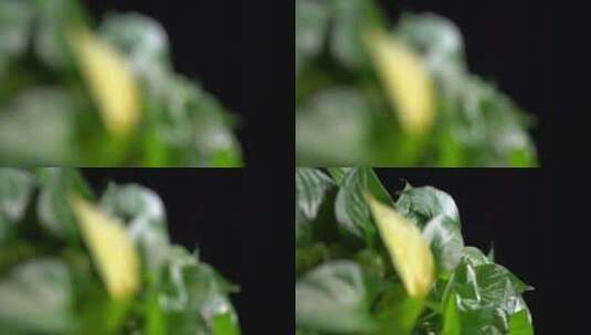 绿化除甲醛绿萝绿叶植物高清在线视频素材下载