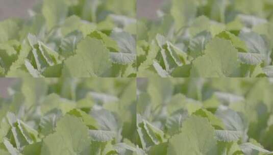 芥菜温室幼苗微距轨道拍摄LOG素材高清在线视频素材下载
