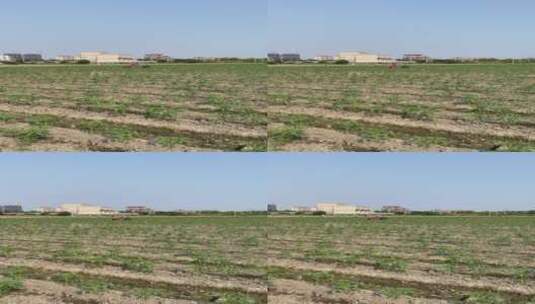 种植西红柿农耕菜田4K实拍视频高清在线视频素材下载