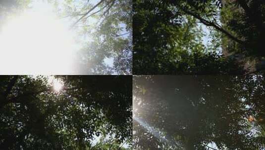 【镜头合集】夏季仰视天空树叶光影摇曳高清在线视频素材下载