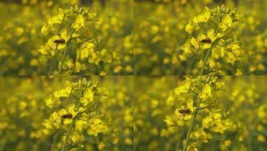 油菜花 蜜蜂采蜜 唯美油菜花高清在线视频素材下载