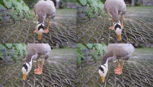 鸭子斑头雁在吃地面的青草高清在线视频素材下载